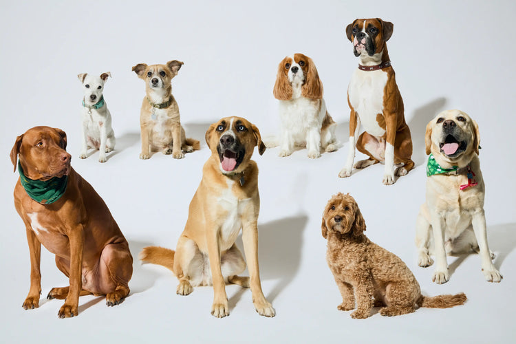 The many dogs of the Nixon office pose together